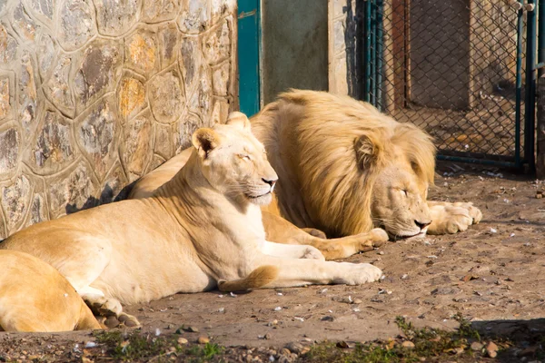 La pareja de leones descansando juntos durante el día — Foto de Stock