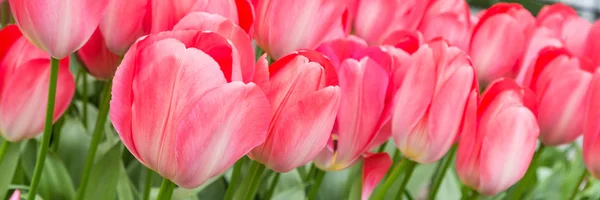 Vibrante colorido primer plano tulipanes rosa vacaciones fondo panorámico —  Fotos de Stock