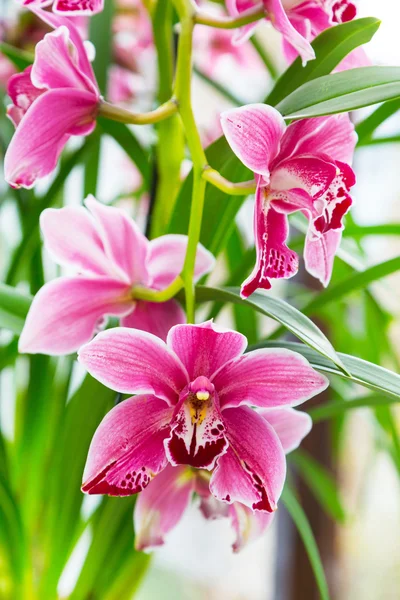 Bliska różowy, fioletowy i biały kwiat orchidei oddział tło makro — Zdjęcie stockowe