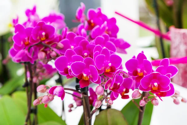 Закрыть фиолетовый орхидеи цветы фона — стоковое фото