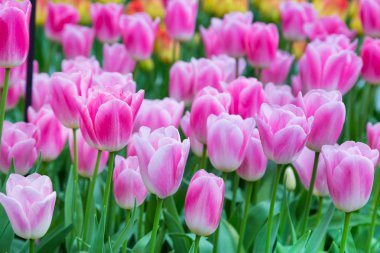 Canlı renkli tatlı pembe ve beyaz laleler arka plan tatil