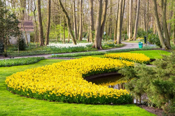 Lit de fleurs avec des fleurs jaunes jonquilles fleurissant au printemps — Photo