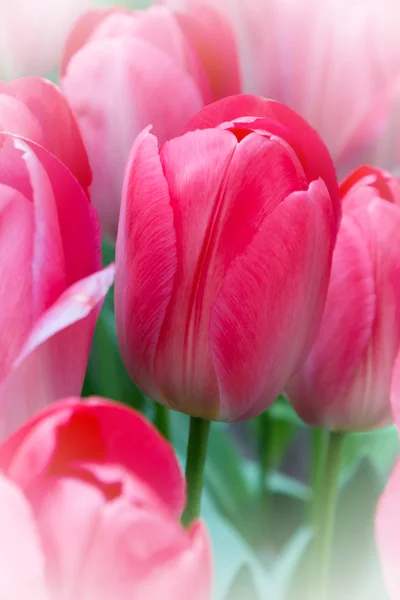 Lebendige bunte Nahaufnahme rosa Tulpe Urlaub Hintergrund — Stockfoto