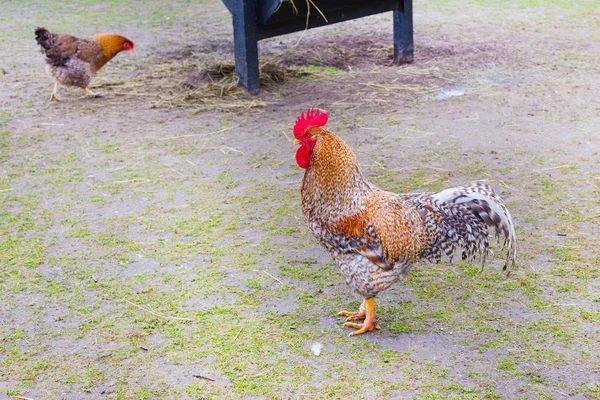 Colorful Rooster and hen on the background — Stock Photo, Image