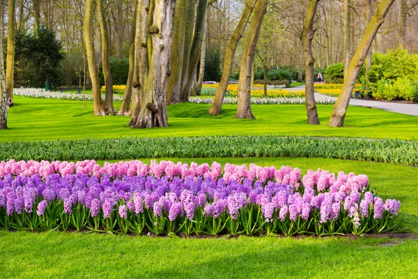Bunte blumen blühen im holländischen frühlingsgarten keukenhof, holland — Stockfoto