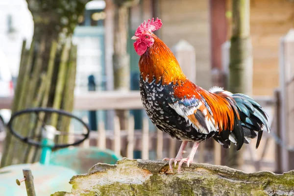Rooster colorido closeup no quintal da aldeia — Fotografia de Stock