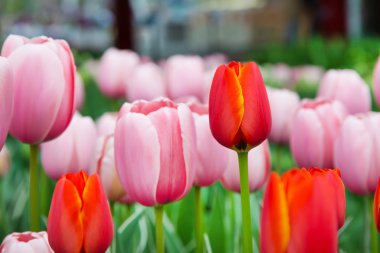Vibrant colorful closeup red tulip between pink holiday background