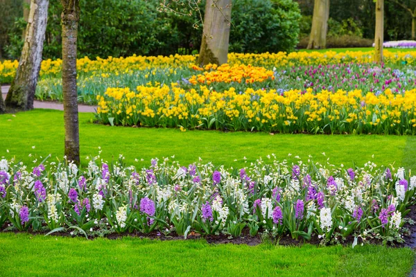 Colorful flowers blossom in dutch spring garden Keukenhof, Holland — Stock Photo, Image