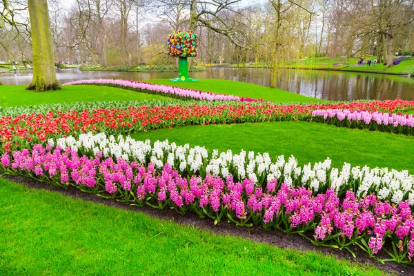 Renkli sümbül, Lale çiçek çiçek bahar bahçe — Stok fotoğraf