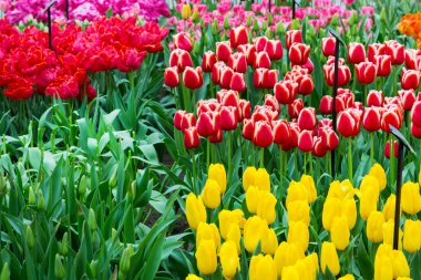 Flowerbed, kırmızı, Sarı Lale bahçesinde
