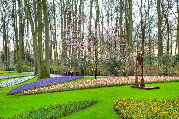 Flores coloridas flor em holandês primavera jardim Keukenhof, Lisse, Holanda — Fotografia de Stock