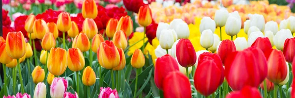 Parterre de tulipanes, rojo, amarillo, blanco panorama —  Fotos de Stock