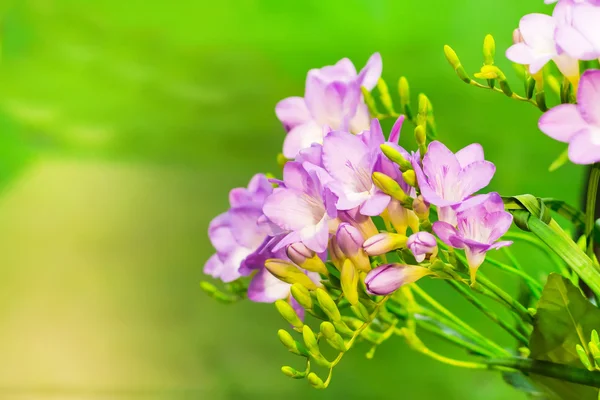 Yeşil zemin üzerine pembe alstroemeria canlı çiçek buketi — Stok fotoğraf
