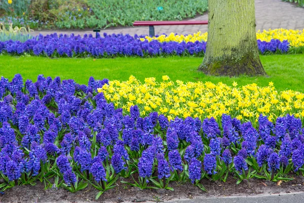 Flores azuis Jacintos e narciso crescendo no canteiro de flores — Fotografia de Stock