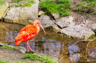 Eudocimus ruber Kızıl Kızıl aynak, yakın çekim