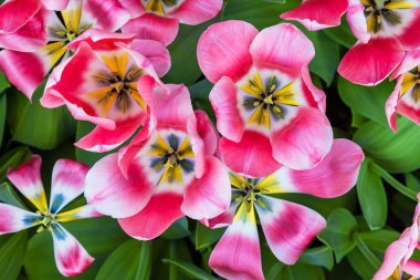 Pembe ve beyaz lale tatil arka plan canlı renkli closeup üst görünümü