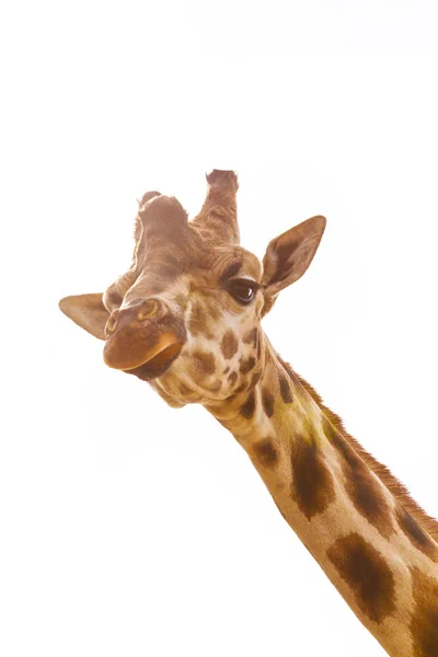 Žvýkání žirafí hlava zvědavý pohled izolovaných na bílém pozadí — Stock fotografie