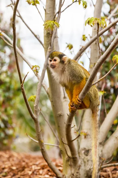 Close-up van gemeenschappelijke eekhoorn aap — Stockfoto