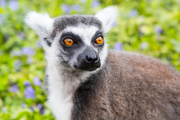 Gyűrűsfarkú maki aka Lemur catta arc közelről portré — Stock Fotó