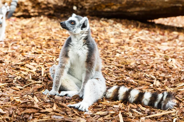 Grappige zittend ring staart Lemur aka Lemur catta close-up met Kopieer ruimte — Stockfoto