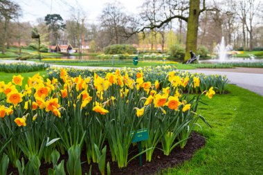 Baharda çiçek açan sarı nergis çiçek çiçek yatak