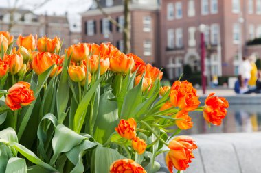 Kırmızı ve Sarı Lale ile flowerbed defocused Amsterdam evleri