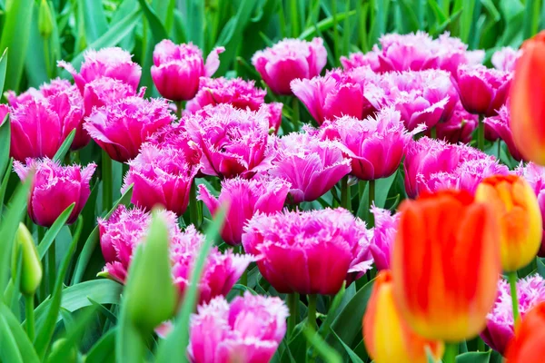 Vibrante colorido desgrenhado afiado fuzzy rosa tulipas férias fundo — Fotografia de Stock