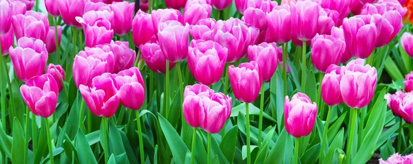 Lebendige bunte Nahaufnahme rosa Tulpen Urlaub panoramischen Hintergrund — Stockfoto