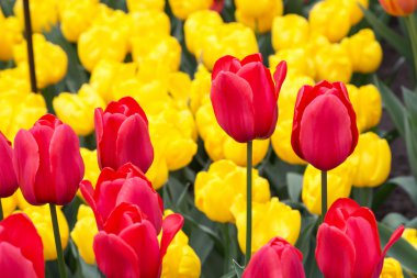 Flowerbed, kırmızı, Sarı Lale bahçesinde