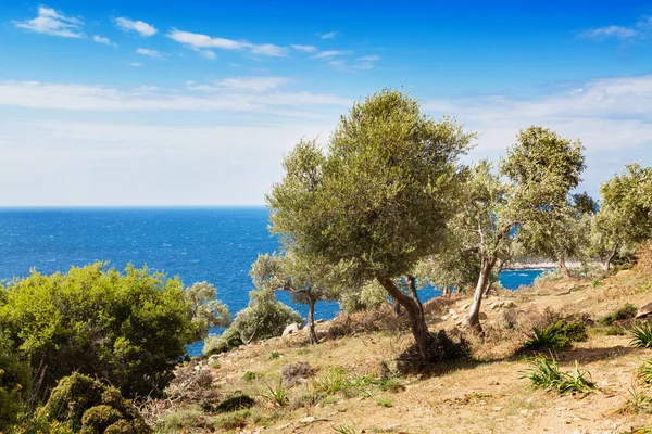 Summer vacation background with greek island Thasos, olive trees and sea, Greece — Stock Photo, Image