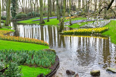Kırmızı lale, sarı nergis çiçekler baharda çiçek açan flowerbed