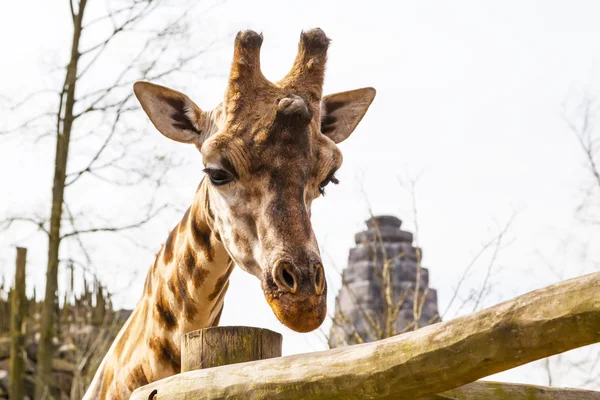 Triste giraffa testa animale sfondo — Foto Stock