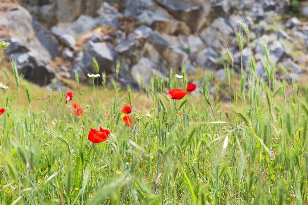 Red poppy flowers and stone wall, symbol for Remembrance Day — Stock Photo, Image