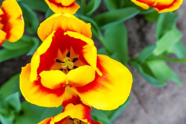Kırmızı ve sarı lale makro yakın çekim üstten görünüm