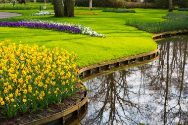 Baharda çiçek açan sarı nergis çiçekleri ile flowerbed