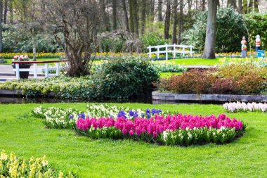 Renkli çiçek blossom Hollandalı bahar bahçe Keukenhof, Hollanda