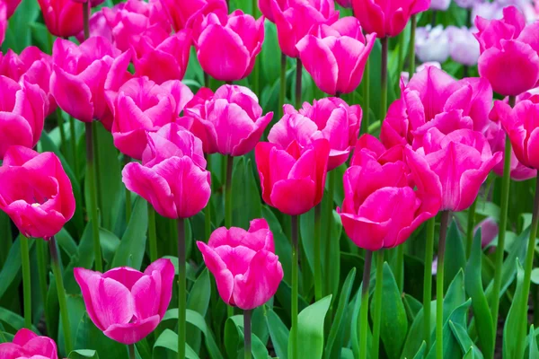 Vibrante primer plano tulipanes rosados vacaciones fondo panorámico —  Fotos de Stock