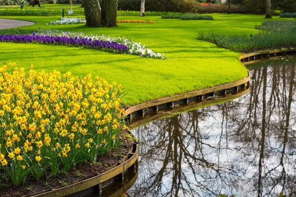 Baharda çiçek açan sarı nergis çiçekleri ile flowerbed