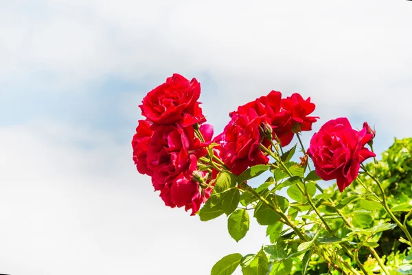 Piękny krzew róży przeciw błękitne niebo z chmurami — Zdjęcie stockowe