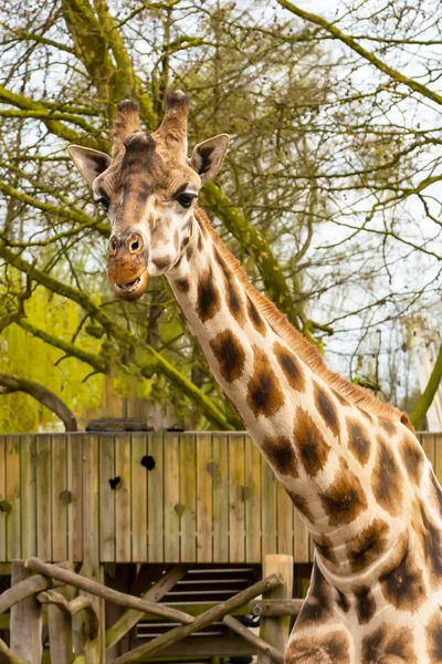 Carino testa di giraffa con sguardo curioso masticare — Foto Stock