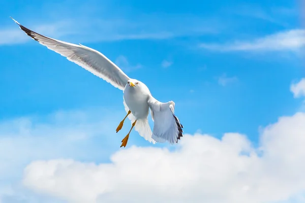 Fischmöwe fliegt in den blauen Himmel, Freiheitskonzept, Platz für Text — Stockfoto