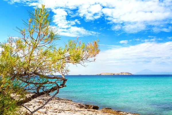 Fondo de vacaciones de verano con bahía de agua de mar turquesa y pinos —  Fotos de Stock
