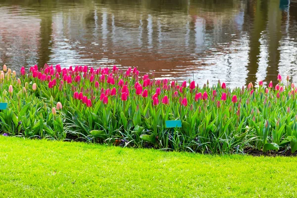 Vibrant colorful pink red tulips flowerbed — Stock Photo, Image