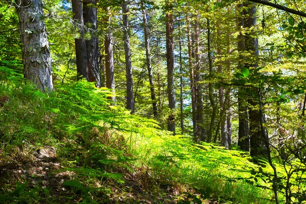 Dream zelená pohádka lesa s kapradím — Stock fotografie