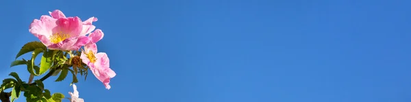 Fleurissement chien sauvage rose fleur sur ciel bleu panorama — Photo