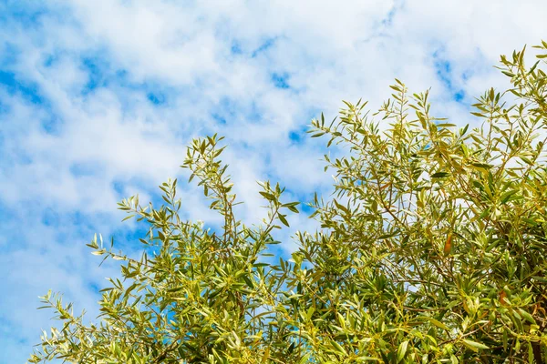 夏バカンス背景オリーブの葉、青い曇り空 — ストック写真
