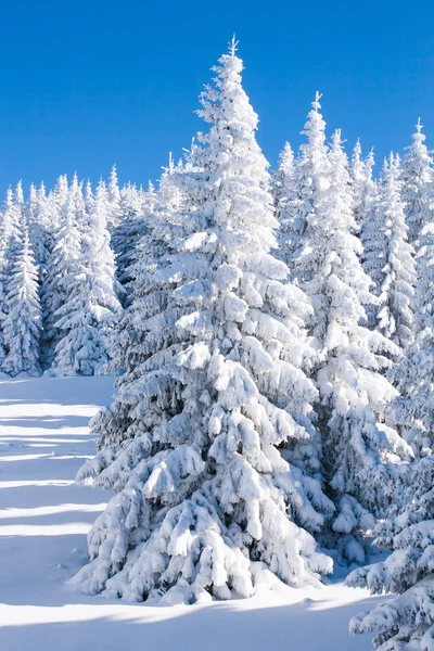 Canlı kış tatil arka plan çam ağaçlarıyla kaplı tarafından şiddetli kar yağışı