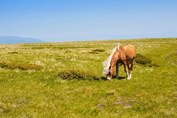 Caballo en un pastizal de verano — Foto de Stock