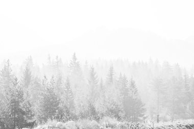 Çam ağaçları orman beyaz arka plan üzerinde. Siyah stilize siluet fotoğraf