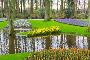 Kırmızı lale, sarı nergis çiçekler baharda çiçek açan flowerbed